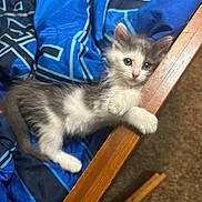 Milo is registered to the contest to win money with this photo: animal, blanket, blue_fabric, carpet, cat, chair, cute, ears, eyes, fluffy, furry, gray_and_white, indoors, kitten, lying_down, paws, pet, portrait, sitting, wood