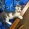 animal, blanket, blue_fabric, carpet, cat, chair, cute, ears, eyes, fluffy, furry, gray_and_white, indoors, kitten, lying_down, paws, pet, portrait, sitting, wood