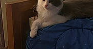 Milo joined the competition — help win amazing prizes! animal, bedroom, blanket, blue, cat, chair, fluffy, fur, gray_cat, indoors, kitten, lying_down, pet, portrait, quilt, relaxed, sitting, whiskers, white_cat, wood