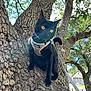 Mouse joined the competition — help win amazing prizes! black_cat, cat, tree, harness, leash, outdoor, daylight, yellow_eyes, pet, animal, nature, suburban, bark, branch, sky, greenery, curious, mammal, walking, adventure