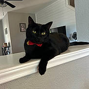 Mouse is registered to the contest to win money with this photo: black_cat, cat, pet, indoor, home_interior, furniture, ledges, yellow_eyes, bow_tie, relaxed, animal, mammal, domestic_animal, portrait, feline, wall, ceiling_fan, picture_frame, television, decor