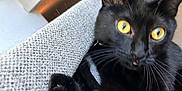 Mouse joined the competition — help win amazing prizes! black_cat, yellow_eyes, cat, pet, indoor, couch, furniture, playful, curious, whiskers, paw, close_up, animal, domestic_animal, feline, texture, light, blur, tongue, ears