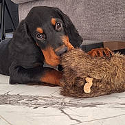 Aldo participe au concours pour gagner de l'argent avec cette photo : puppy, dog, black_and_tan, toy, chewing, marble_floor, indoor, couch, furniture, pet, playing, cute, young_dog, fur, animal, floor, paw, snout, relaxed, cozy