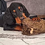 puppy, dog, black_and_tan, toy, chewing, marble_floor, indoor, couch, furniture, pet, playing, cute, young_dog, fur, animal, floor, paw, snout, relaxed, cozy