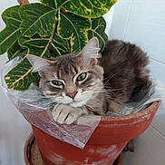 Simba participe au concours pour gagner de l'argent avec cette photo : animal, cat, closeup, curious, domestic_animal, feline, fluffy, green_eyes, green_leaves, indoor, leaf, pet, plant_pot, plastic_liner, potted_plant, relaxed, resting, terracotta, tile_wall, whiskers
