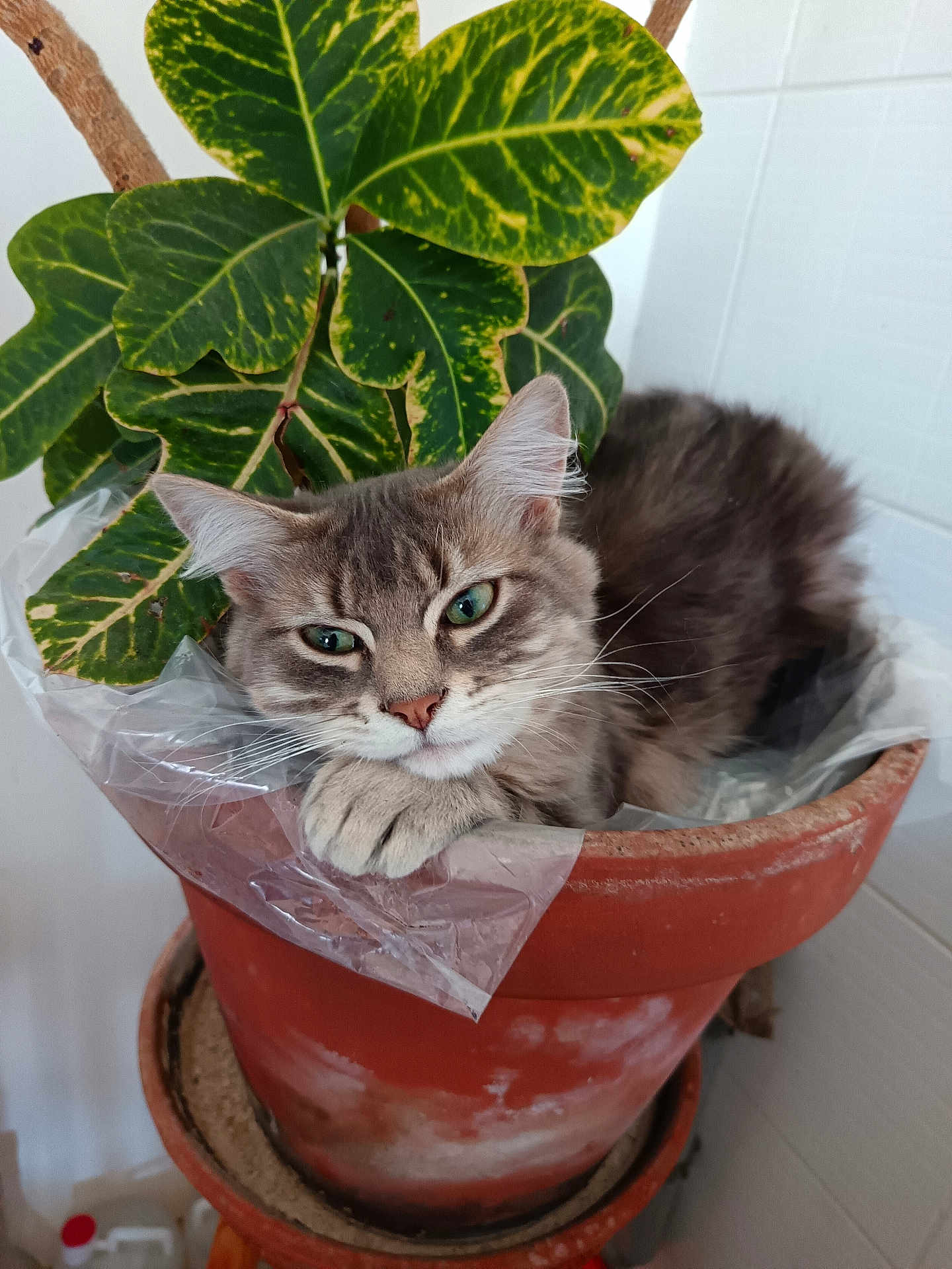 Simba