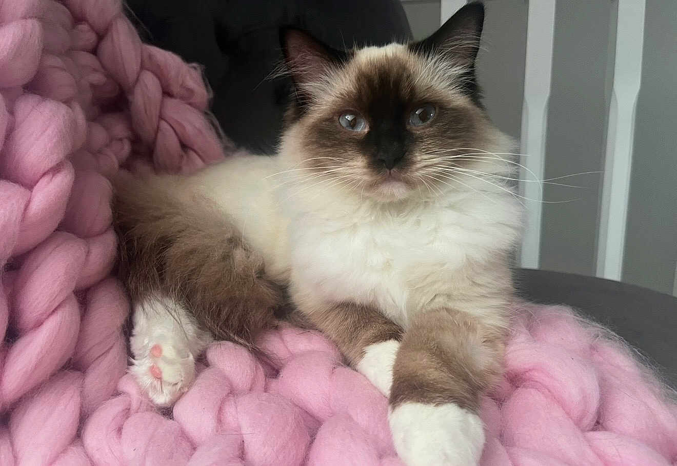 Olive is registered to the contest to win money with this photo: cat, fluffy, pink_blanket, indoor, pet, relaxed, close_up, feline, cozy, white_paws, blue_eyes, soft_texture, cute, domestic_cat, resting, whiskers, portrait, animal, home, comfort