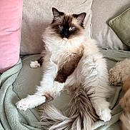 Olive is registered to the contest to win money with this photo: cat, fluffy, blue_eyes, couch, pillow, blanket, indoor, pet, relaxed, fur, tail, sitting, cozy, home, animal, cute, portrait, feline, resting, soft