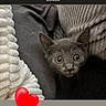 adorable, animal_face, blanket, cat, close_up, comfort, cozy, cushion, cute, domestic_animal, fur, gray_cat, indoor, kitten, pet, resting, snuggle, soft_texture, wide_eyes, young_cat