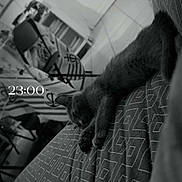 Bouba participe au concours pour gagner de l'argent avec cette photo : animal, black_and_white, blanket, cat, chair, couch, cozy, digital_text, floor, furniture, home, indoor, pattern, pet, relaxing, resting, room, sleeping, tile_floor, timestamp