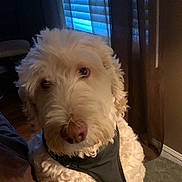 Stevie is registered to the contest to win money with this photo: dog, indoor, curly_fur, harness, pet, canine, brown_furniture, window, blinds, curtains, carpet, close_up, portrait, animal, domestic_animal, cute, fluffy, seated, looking_at_camera, light_and_shadow