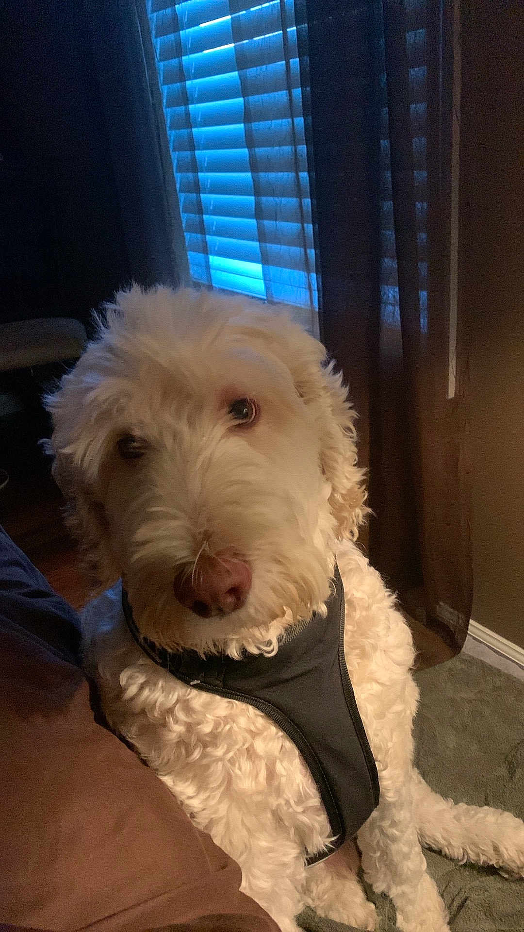 Stevie is registered to the contest to win money with this photo: dog, indoor, curly_fur, harness, pet, canine, brown_furniture, window, blinds, curtains, carpet, close_up, portrait, animal, domestic_animal, cute, fluffy, seated, looking_at_camera, light_and_shadow