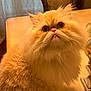 cat, persian_cat, fluffy, golden, pet, indoor, table, chair, curtains, whiskers, fur, face, eyes, tongue, domestic_animal, cute, animal, feline, closeup, portrait