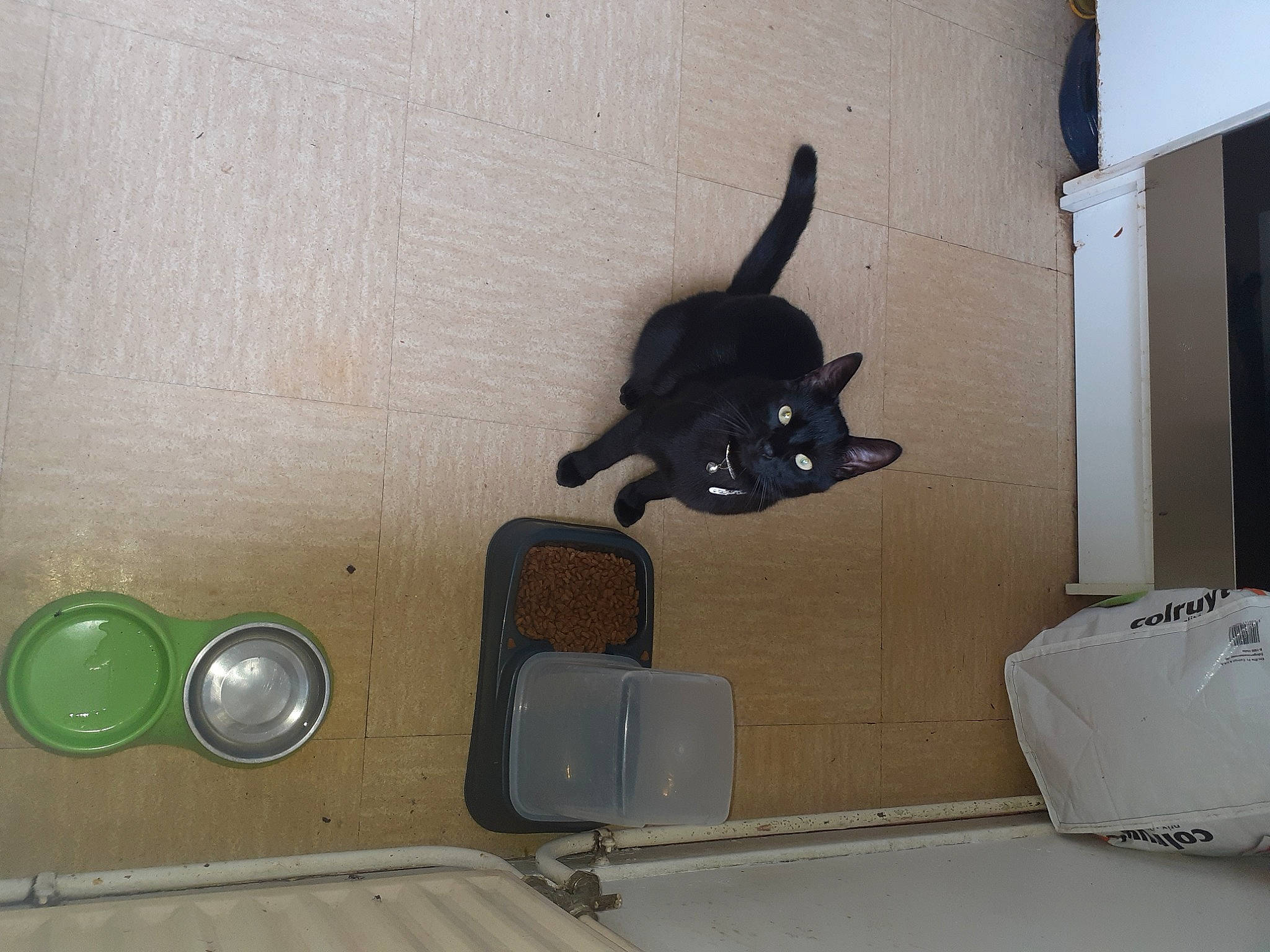 Simba a rejoint le concours — aidez-le/la à gagner de superbes lots ! audio_equipment, bag, black_cat, carnivore, cat, chair, comfort, door_handle, eyewear, felidae, flooring, hardwood, personal_protective_equipment, pet_supply, room, shadow, small_to_medium_sized_cats, tail, whiskers, wood