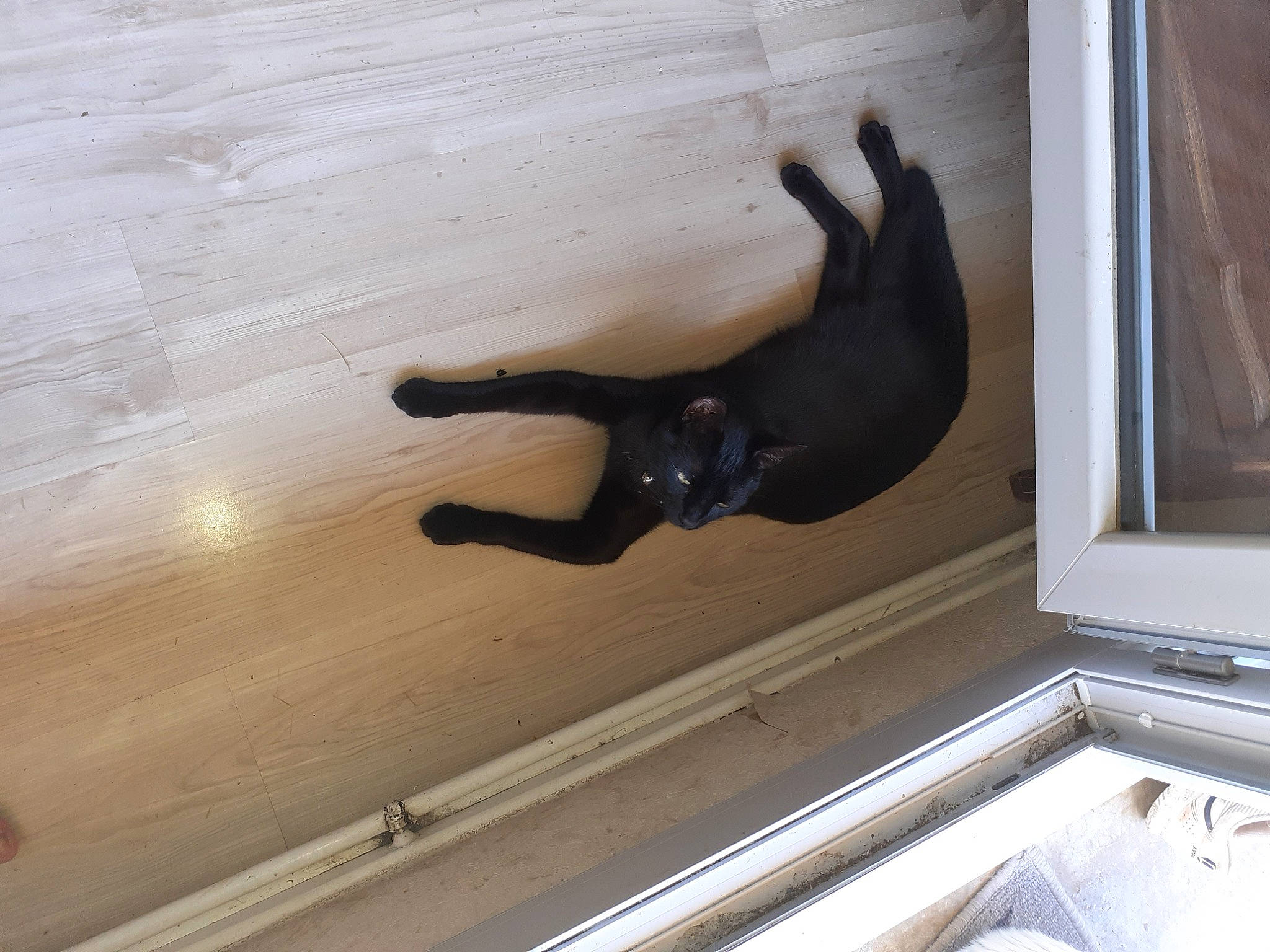 Simba a rejoint le concours — aidez-le/la à gagner de superbes lots ! carnivore, comfort, companion_dog, dog, dog_breed, fawn, felidae, floor, flooring, hardwood, room, sash_window, small_to_medium_sized_cats, tail, tints_and_shades, vehicle_door, window, wood, wood_flooring, wood_stain