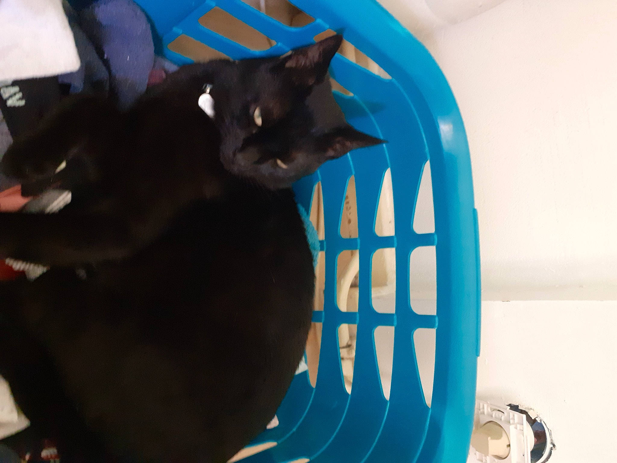 Simba participe au concours pour gagner de l'argent avec cette photo : black_cat, blue, carnivore, cat, cat_supply, chair, circle, comfort, domestic_short_haired_cat, electric_blue, fashion_accessory, felidae, fur, personal_protective_equipment, room, small_to_medium_sized_cats, snout, stairs, tail, whiskers