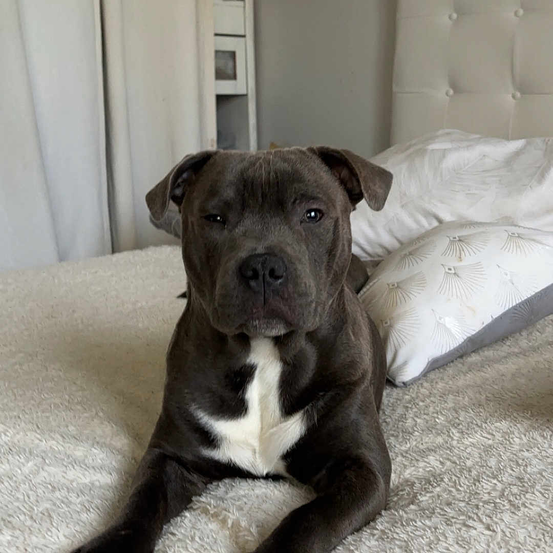 Marley a rejoint le concours — aidez-le/la à gagner de superbes lots ! animal, architecture, bed, bedroom, blanket, boxer, building, bulldog, canine, couch, dog, frenchbulldog, furniture, indoors, interiordesign, livingroom, pet, pitbull, puppy, room