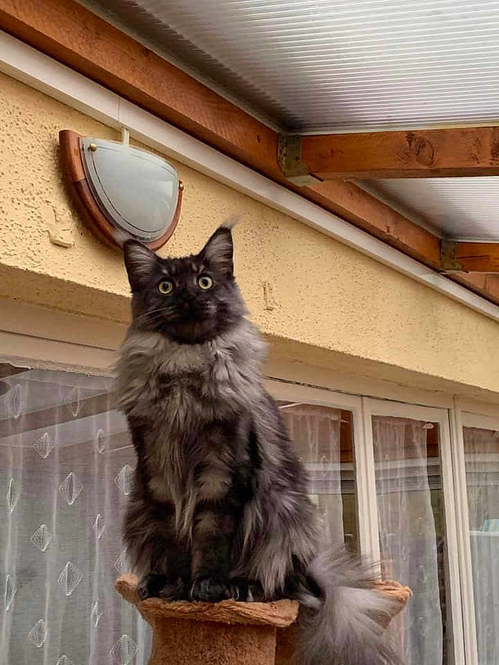 César