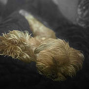 Jxn is registered to the contest to win money with this photo: dog, sleeping, fluffy, small_dog, blanket, cozy, resting, fur, pet, indoor, cute, relaxed, animal, companion, soft, warm, peaceful, lying_down, nap, domestic_animal