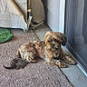 dog, small_dog, carpet, indoor, door, glass_door, fur, brown_dog, pet, relaxed, animal, laying_down, house, corner, mat, light, shadow, messy, rolled_cardboard, quiet