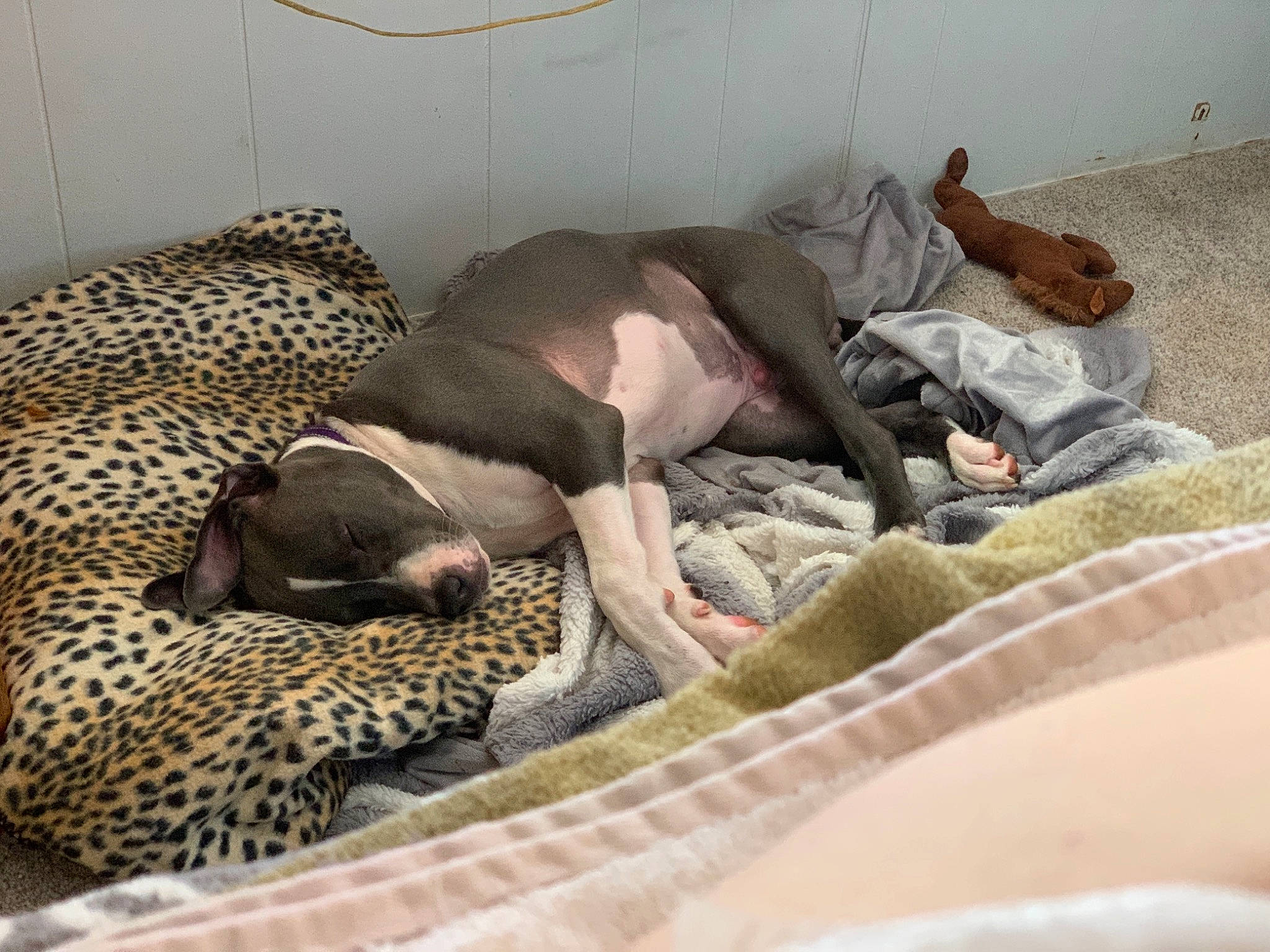 Tug is registered to the contest to win money with this photo: bed_sheet, bedding, bedtime, blanket, canidae, carnivore, comfort, companion_dog, dog, dog_breed, fawn, flooring, hardwood, linens, nap, non_sporting_group, room, sleep, sporting_group, terrestrial_animal