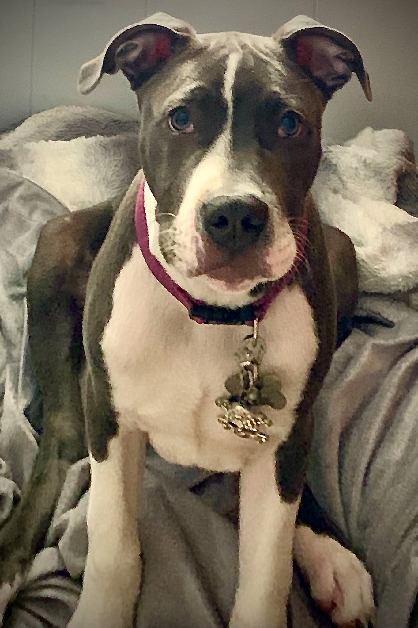 Tug is registered to the contest to win money with this photo: canidae, carnivore, collar, companion_dog, dog, dog_breed, dog_collar, dog_supply, eye, fashion_accessory, fawn, fur, leash, non_sporting_group, pet_supply, snout, sporting_group, whiskers, working_animal, working_dog