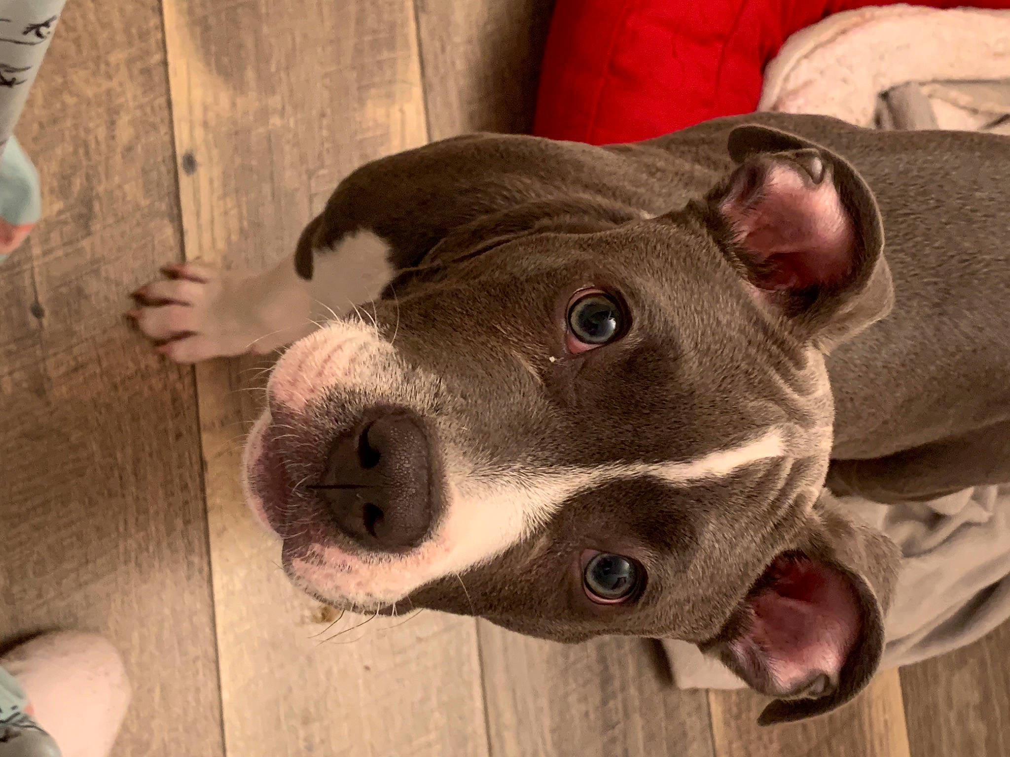 Tug joined the competition — help win amazing prizes! bull_terrier, canidae, carnivore, collar, companion_dog, dog, dog_breed, ear, fashion_accessory, fawn, fur, metal, non_sporting_group, selfie, snout, sporting_group, tableware, whiskers, wood, working_animal