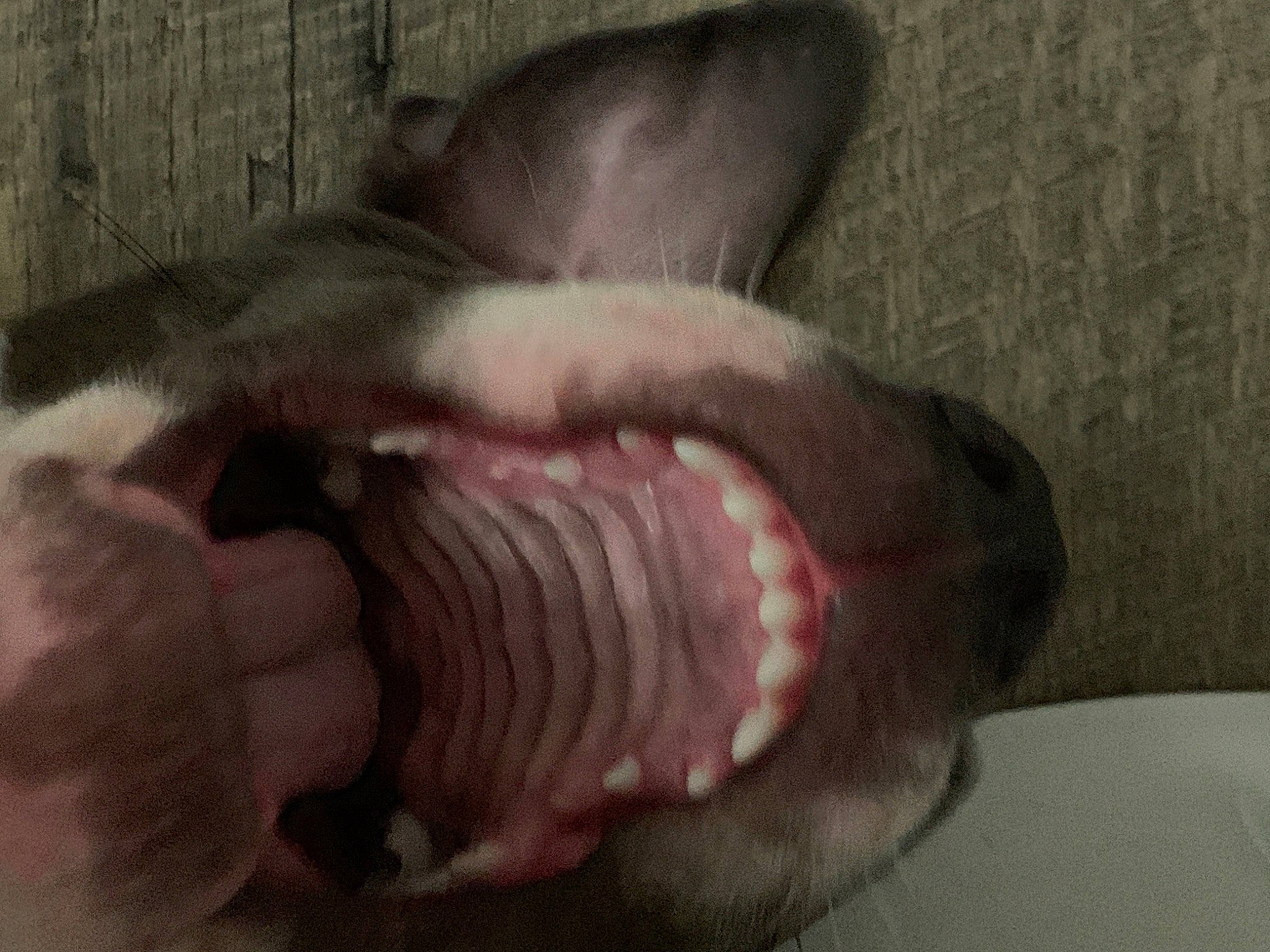 Tug is registered to the contest to win money with this photo: carnivore, comfort, dog_breed, fawn, felidae, flesh, foot, fur, nail, non_sporting_group, paw, small_to_medium_sized_cats, snout, sporting_group, tail, terrestrial_animal, whiskers, window, wrinkle