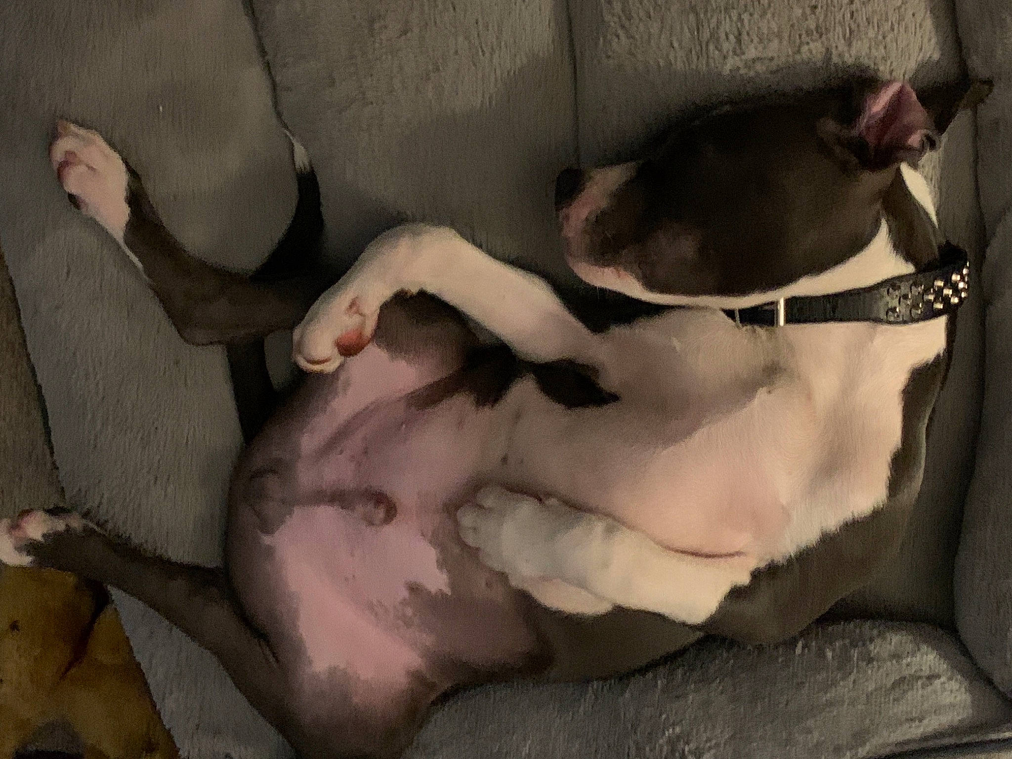 Tug is registered to the contest to win money with this photo: canidae, carnivore, collar, comfort, companion_dog, dog, dog_breed, dog_collar, ear, fawn, fur, guard_dog, linens, nap, paw, pet_supply, snout, sporting_group, whiskers, working_animal