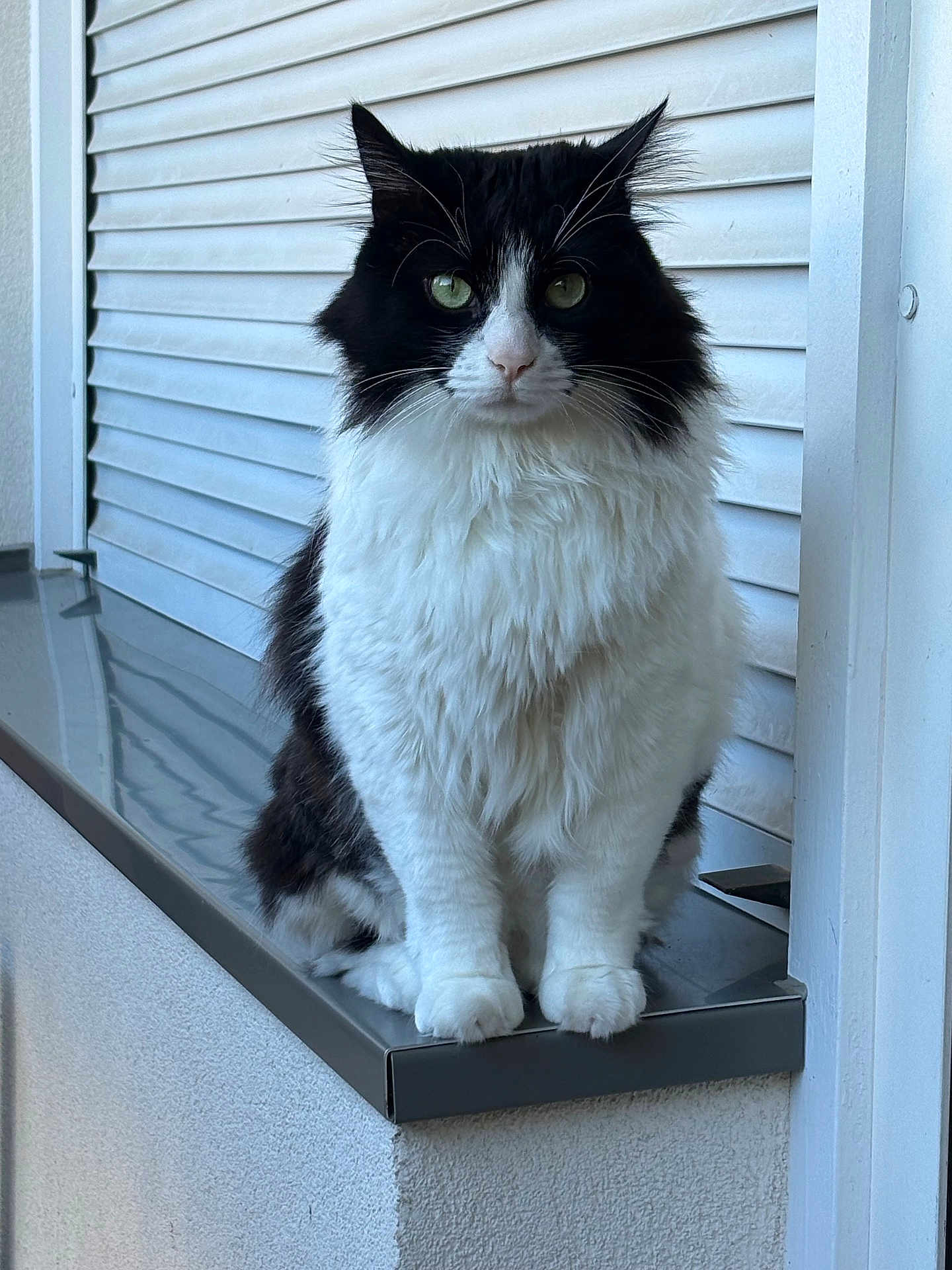 Kyubi participe au concours pour gagner de l'argent avec cette photo : alert, animal, black_and_white, calm, cat, closeup, cute, domestic_cat, feline, fluffy, fur, green_eyes, ledges, outdoor, pet, portrait, sitting, wall, whiskers, window_shutter