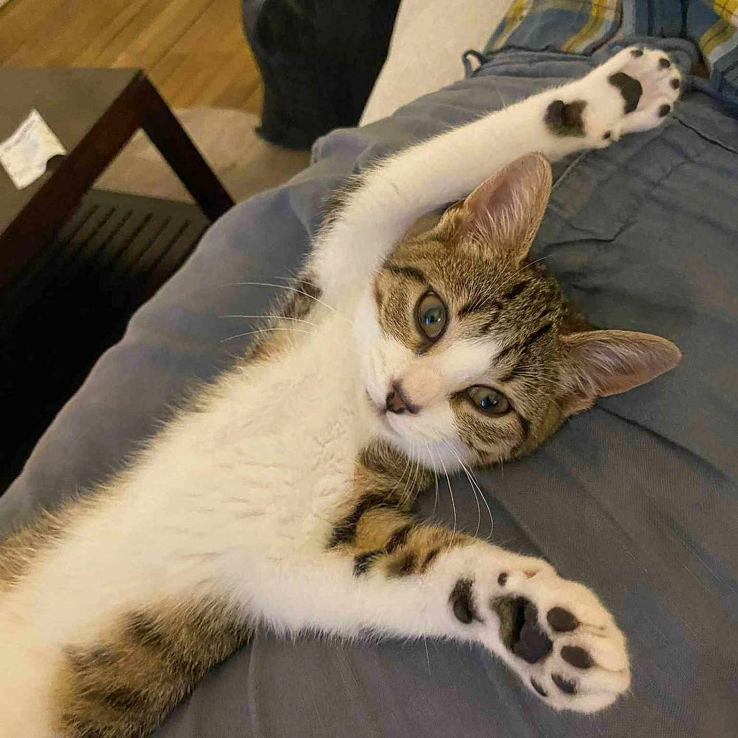 Lola a rejoint le concours — aidez-le/la à gagner de superbes lots ! animal, cat, coffee_table, cozy, cute, ears, eyes, furniture, home, indoor, lap, paw, person, pet, relaxed, stretching, tabby_cat, whiskers, white_fur, wooden_floor