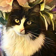 Oh is registered to the contest to win money with this photo: cat, black_and_white, long_hair, yellow_eyes, pet, animal, floral_background, flower, close_up, portrait, whiskers, feline, cute, domestic_cat, indoor, soft_lighting, nature, plant, adorable, curious