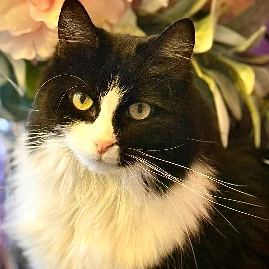 Oh is registered to the contest to win money with this photo: cat, black_and_white, long_hair, yellow_eyes, pet, animal, floral_background, flower, close_up, portrait, whiskers, feline, cute, domestic_cat, indoor, soft_lighting, nature, plant, adorable, curious
