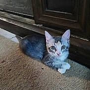 Rosie joined the competition — help win amazing prizes! kitten, cat, pet, animal, carpet, floor, indoor, fur, whiskers, ears, eyes, wooden_cabinet, curious, cute, small, young, domestic_cat, resting, looking, closeup