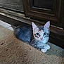 kitten, cat, pet, animal, carpet, floor, indoor, fur, whiskers, ears, eyes, wooden_cabinet, curious, cute, small, young, domestic_cat, resting, looking, closeup