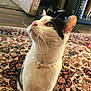 animal, bell, black_and_white, cat, close_up, curiosity, decor, ears, eyes, floor, fur, home, indoor, looking_up, necklace, pet, portrait, rug, sitting, whiskers