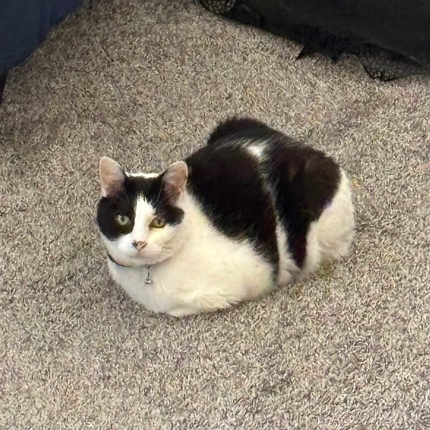 Zoey joined the competition — help win amazing prizes! animal, black_and_white, carpet, cat, collar, cute, cute_pet, domestic_cat, ears, feline, floor, fur, home, indoor, loaf, looking, pet, relaxed, resting, whiskers