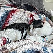Zoey is registered to the contest to win money with this photo: animal, black_and_white, blanket, cat, collar, comfort, cozy, cushion, cute, feline, fur, home, indoor, nap, pet, quilt, relaxation, resting, sleeping, soft