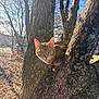 Noisette a rejoint le concours — aidez-le/la à gagner de superbes lots ! cat, tree, outdoors, bark, sunlight, whiskers, feline, nature, leaves, trunk, winter, sky, pet, portrait, alert, green_eyes, moss, branch, sitting, closeup