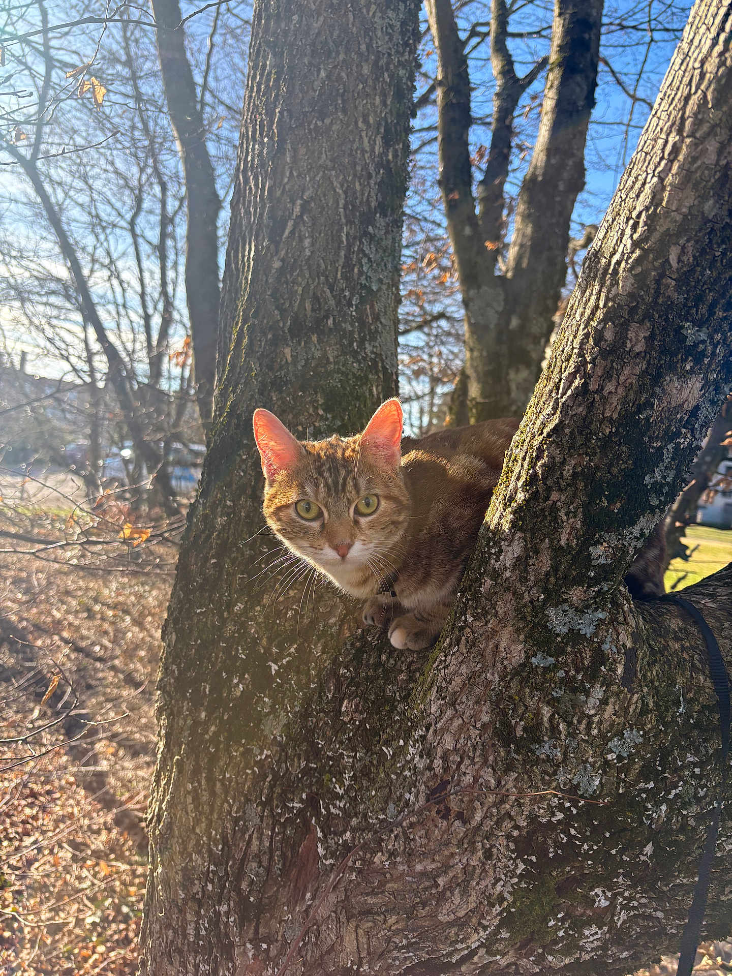 Noisette a rejoint le concours — aidez-le/la à gagner de superbes lots ! cat, tree, outdoors, bark, sunlight, whiskers, feline, nature, leaves, trunk, winter, sky, pet, portrait, alert, green_eyes, moss, branch, sitting, closeup