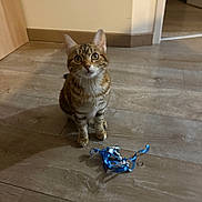 Noisette participe au concours pour gagner de l'argent avec cette photo : cat, tabby_cat, pet, indoor, wooden_floor, blue_ribbon, ribbon, sitting, looking_up, big_eyes, whiskers, ears, portrait, domestic_cat, floor, home_interior, doorway, shadow, toy, curiosity