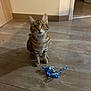 cat, tabby_cat, pet, indoor, wooden_floor, blue_ribbon, ribbon, sitting, looking_up, big_eyes, whiskers, ears, portrait, domestic_cat, floor, home_interior, doorway, shadow, toy, curiosity