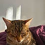 Noisette a rejoint le concours — aidez-le/la à gagner de superbes lots ! cat, tabby, sleeping, cat_loaf, ears, whiskers, paws, nose, closed_eyes, sunlight, window_shadow, blanket, purple_blanket, indoor, portrait, cozy, fur, closeup, pet, resting
