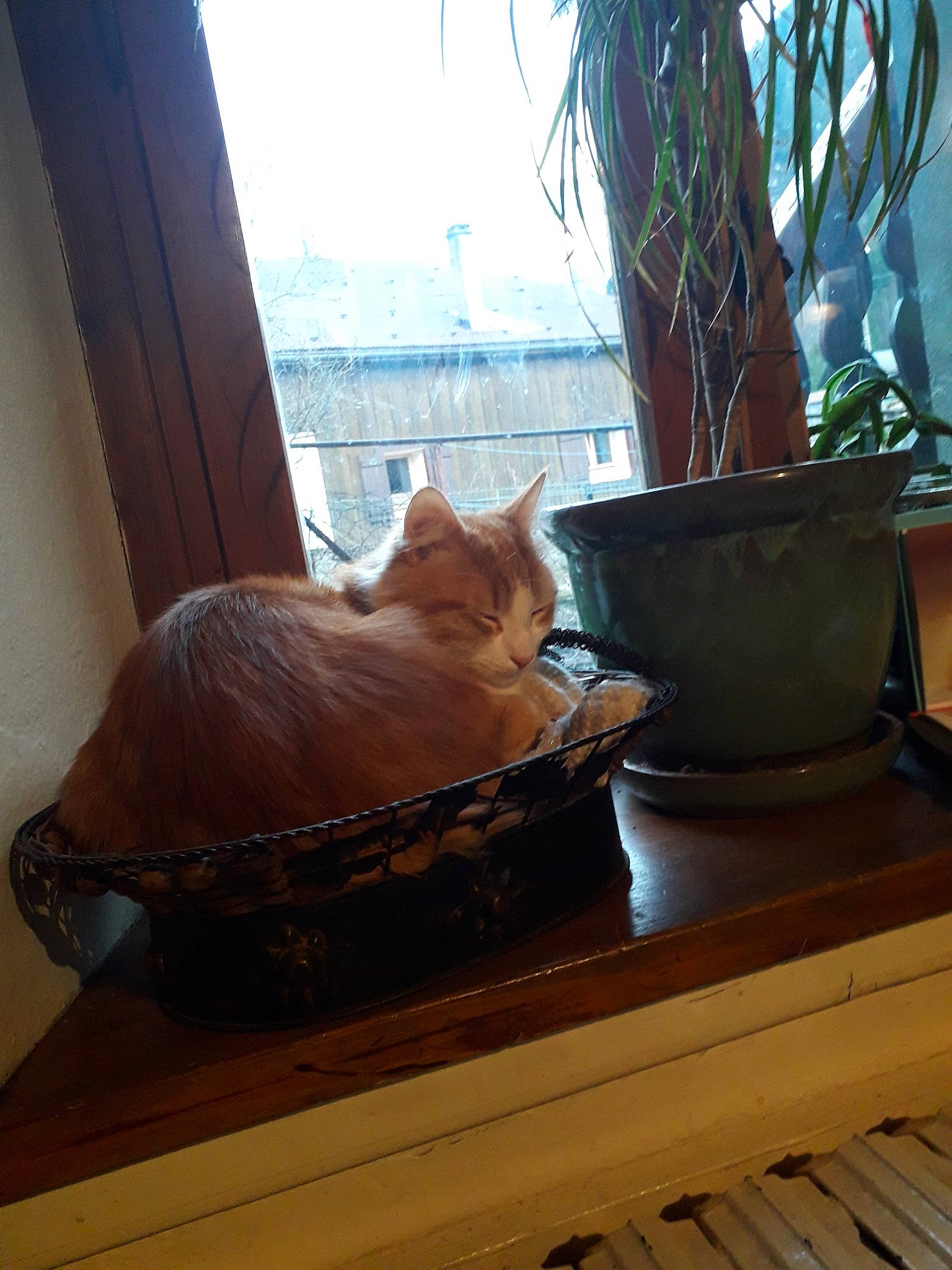 Rouky a rejoint le concours — aidez-le/la à gagner de superbes lots ! carnivore, cat, fawn, felidae, hardwood, room, serveware, small_to_medium_sized_cats, table, tableware, whiskers, window, wood