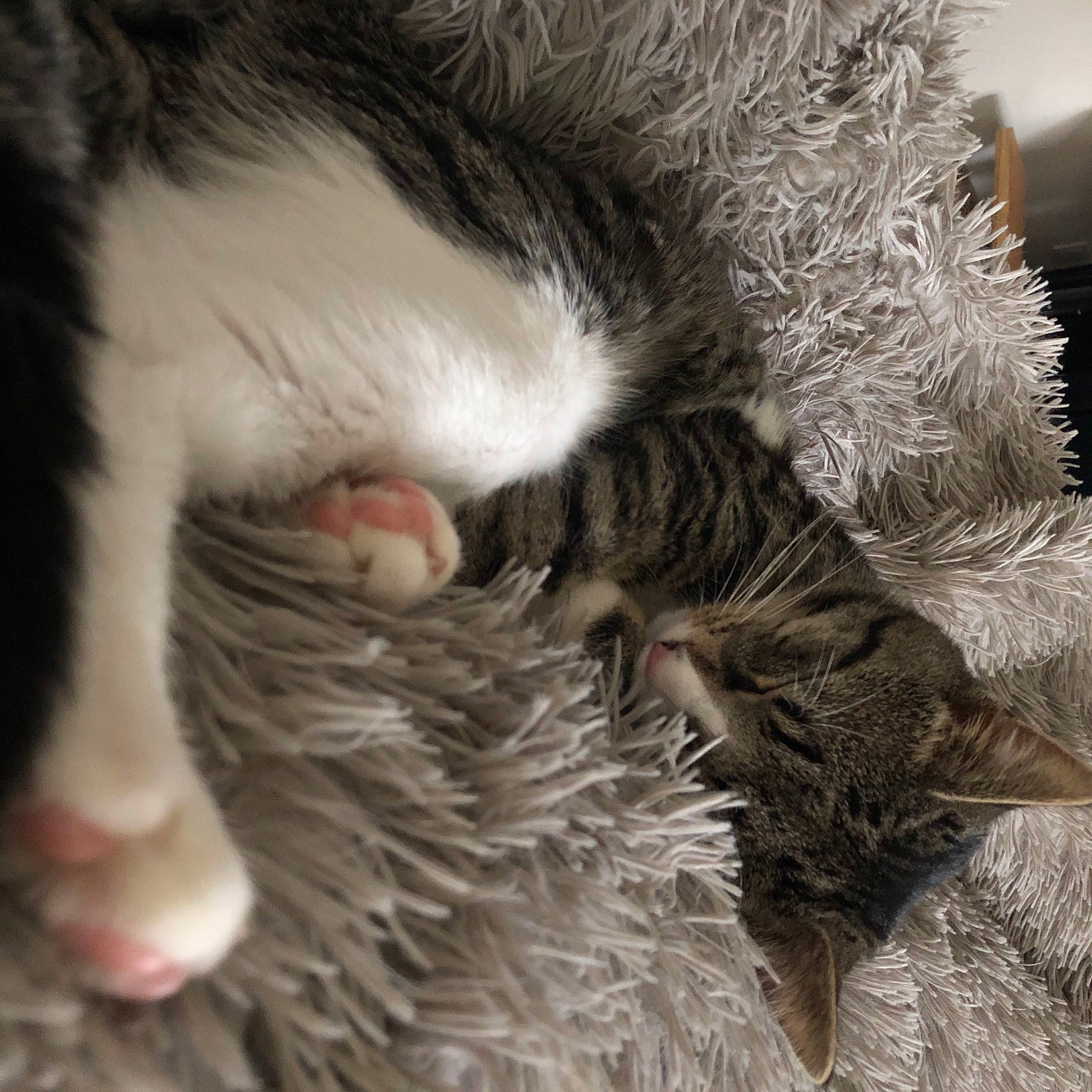 Vador participe au concours pour gagner de l'argent avec cette photo : carnivore, cat, claw, close_up, domestic_short_haired_cat, ear, fawn, felidae, fur, mammal, nap, natural_material, paw, small_to_medium_sized_cats, snout, tail, terrestrial_animal, tree, vertebrate, whiskers