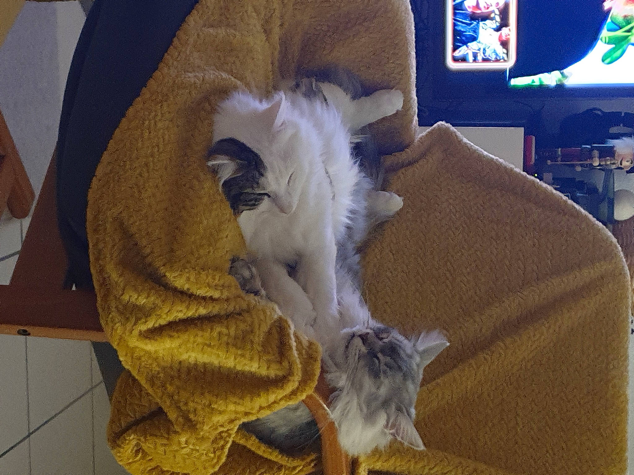 Sissi participe au concours pour gagner de l'argent avec cette photo : canidae, carnivore, cat, comfort, companion_dog, display_device, dog_breed, domestic_short_haired_cat, fawn, feather, felidae, fur, linens, paw, room, small_to_medium_sized_cats, sporting_group, tail, television, whiskers