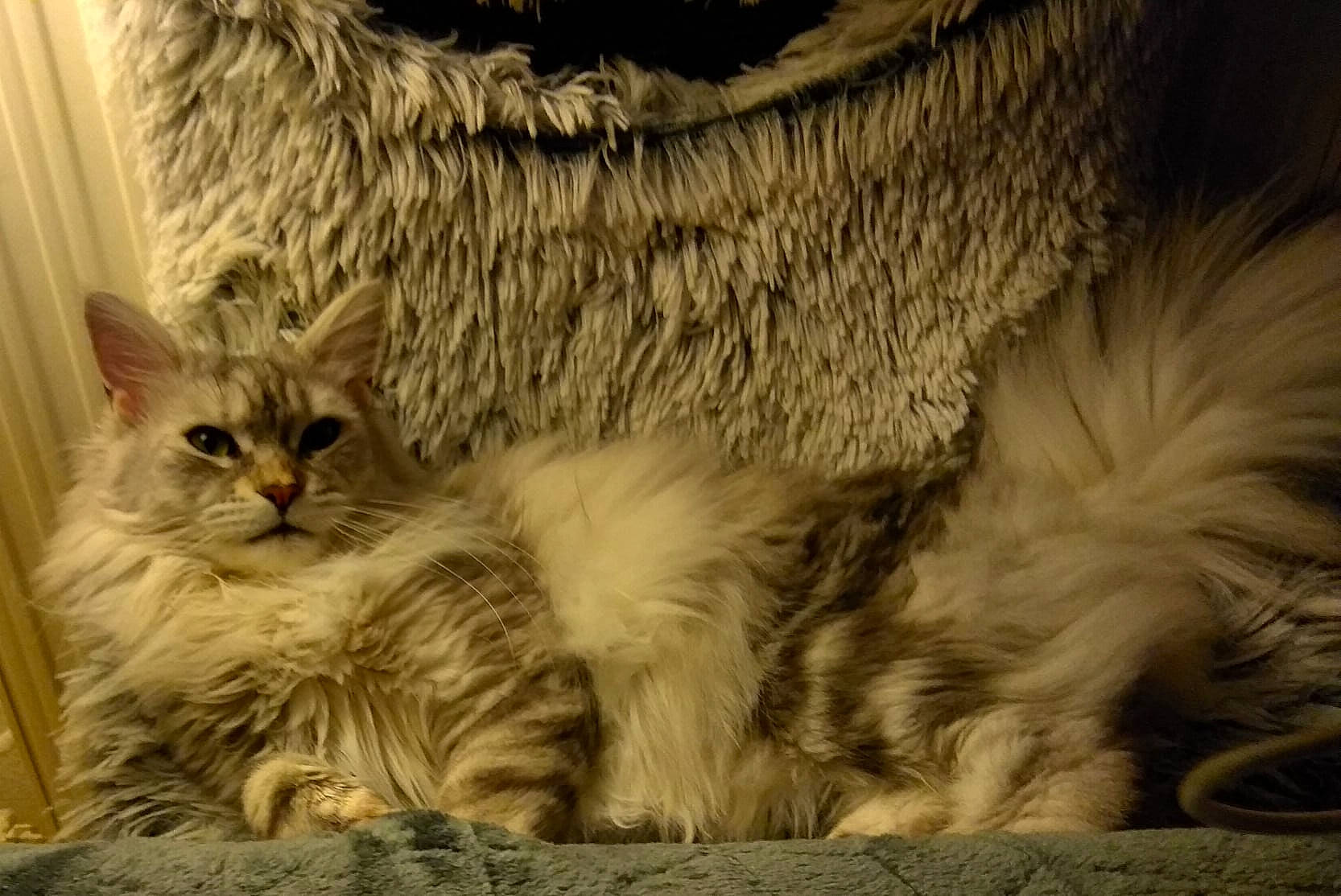 Sissi a rejoint le concours — aidez-le/la à gagner de superbes lots ! carnivore, cat, claw, close_up, comfort, domestic_short_haired_cat, event, fawn, felidae, fur, paw, small_to_medium_sized_cats, snout, tail, terrestrial_animal, whiskers, wildlife, window