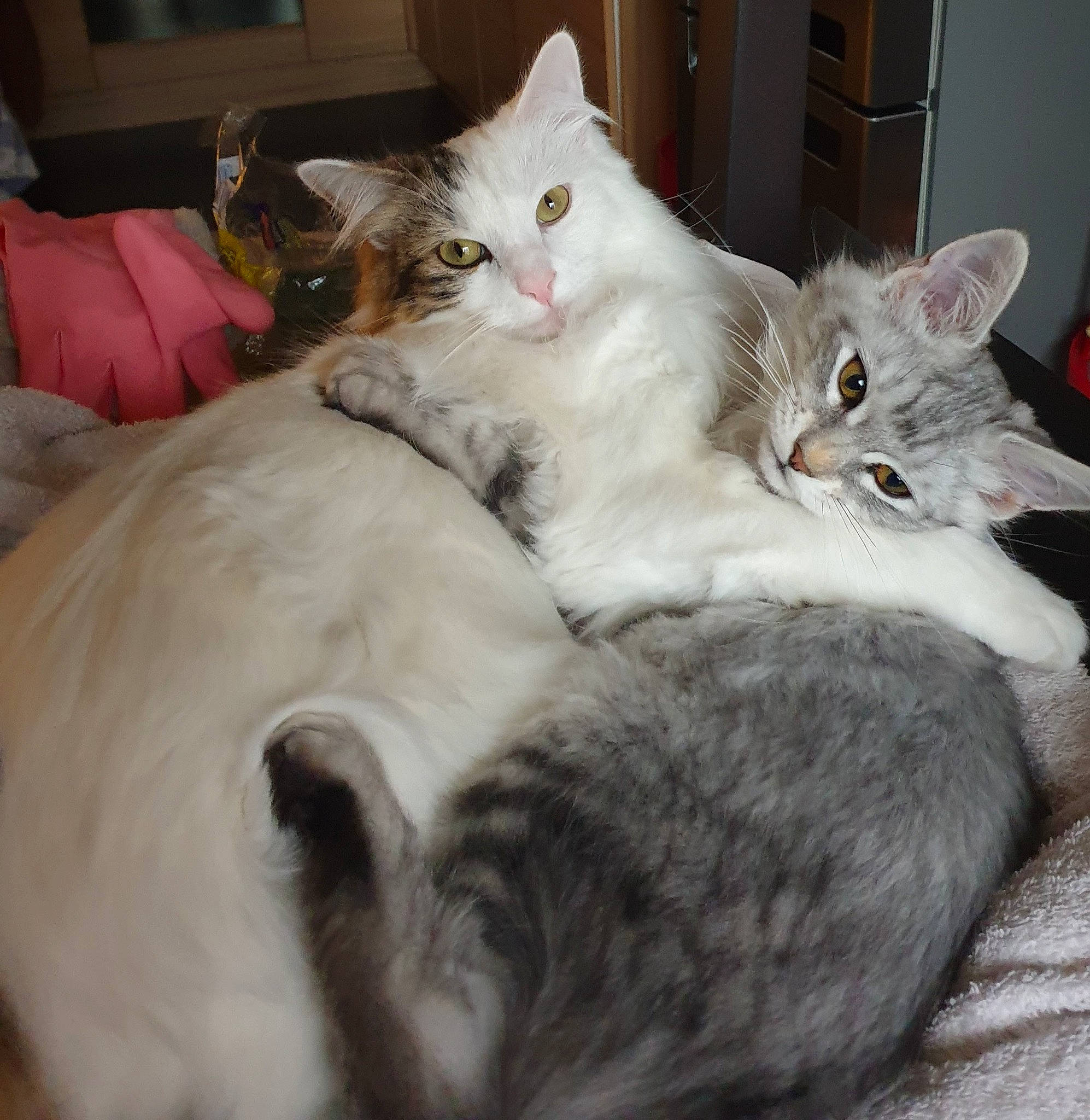 Djoe a rejoint le concours — aidez-le/la à gagner de superbes lots ! bed, carnivore, cat, claw, comfort, domestic_short_haired_cat, event, fawn, felidae, fur, paw, small_to_medium_sized_cats, tail, whiskers