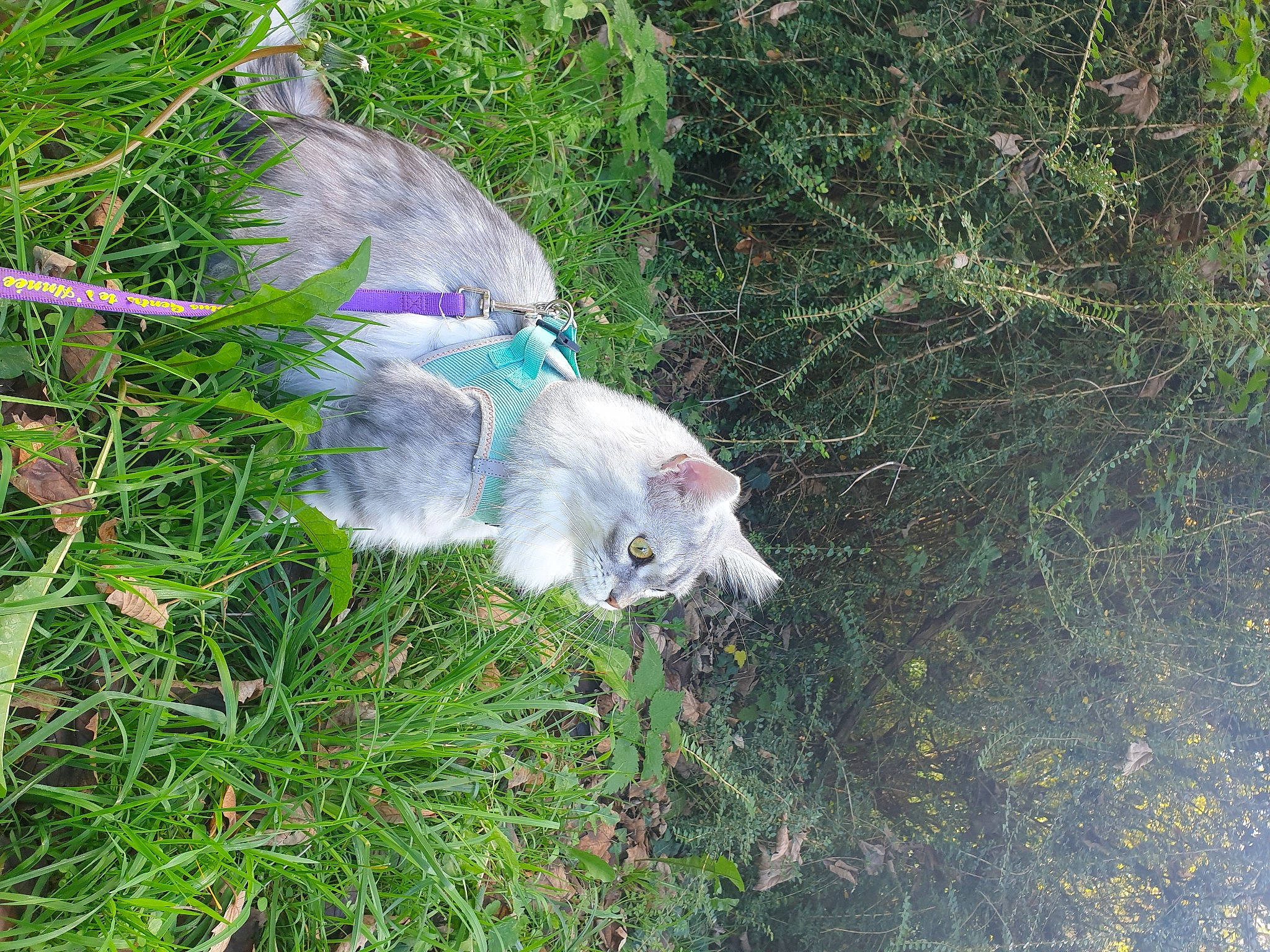 Djoe participe au concours pour gagner de l'argent avec cette photo : canidae, carnivore, cat, dog_breed, domestic_short_haired_cat, electric_blue, fawn, felidae, fur, grass, groundcover, plant, small_to_medium_sized_cats, sporting_group, tail, terrestrial_animal, whiskers