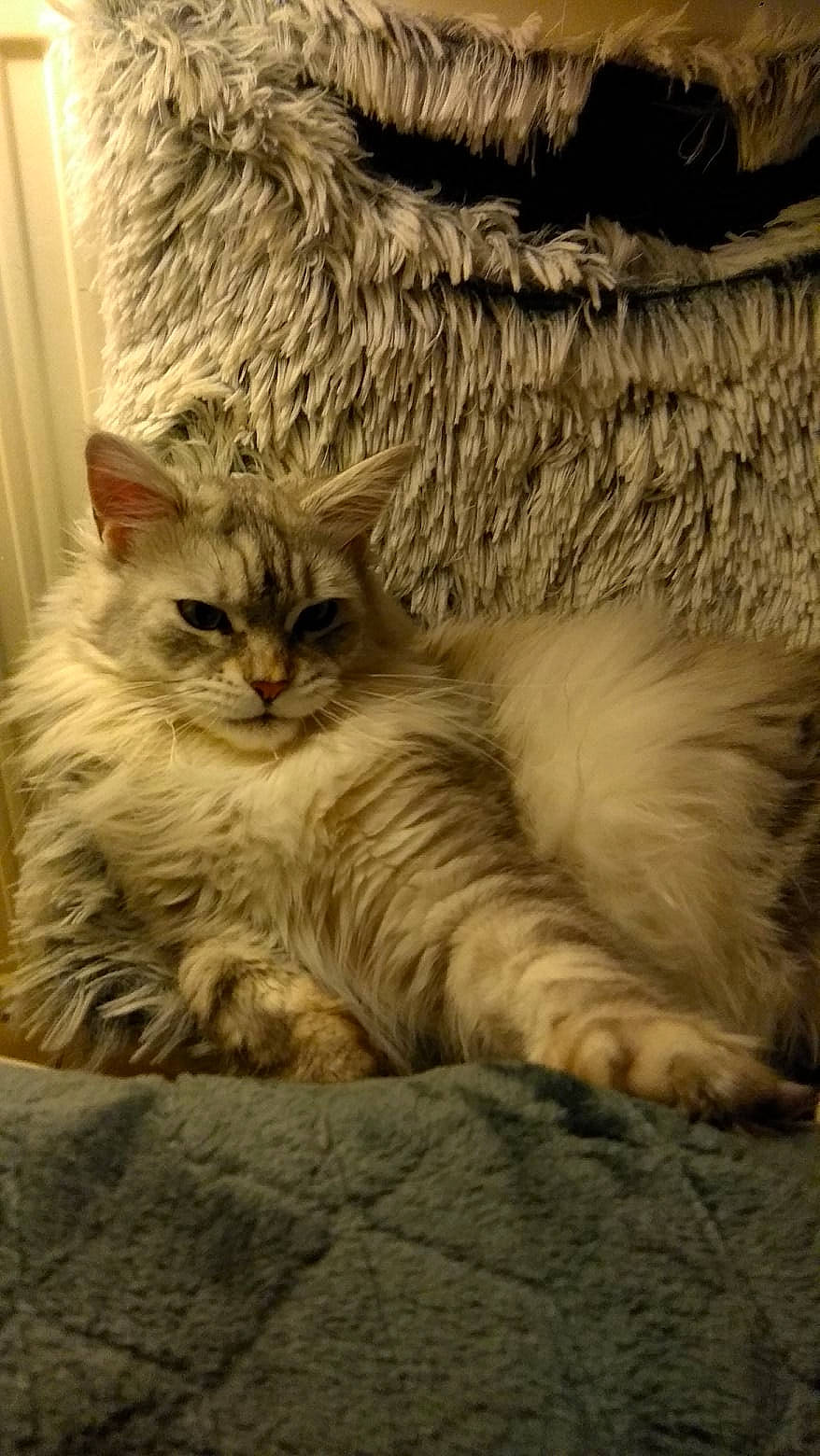 Djoe a rejoint le concours — aidez-le/la à gagner de superbes lots ! carnivore, cat, claw, comfort, domestic_short_haired_cat, fawn, felidae, fur, maine_coon, paw, small_to_medium_sized_cats, tail, terrestrial_animal, whiskers, wood